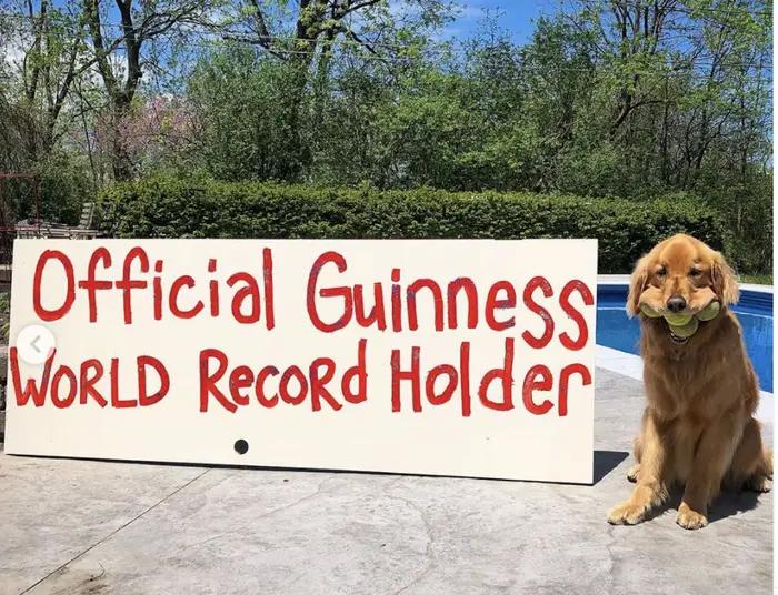 світовий рекорд, встановлений тваринами